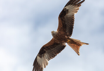 A stunning red kite predatory bird in flight