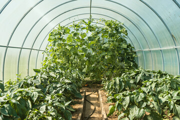 Unripe cucumbers and peppers grow in a greenhouse - Fresh healthy organic food, farming business concept. 