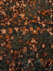 autumn leaves background