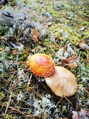 mushrooms pine forest moss sunny day summer