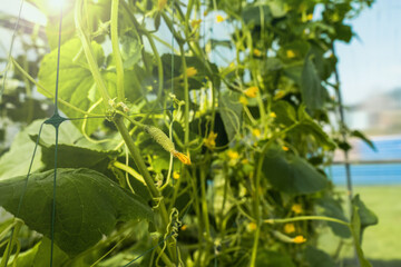 Small unripe cucumbers grow in the greenhouse - Fresh healthy organic food, farming business concept. 