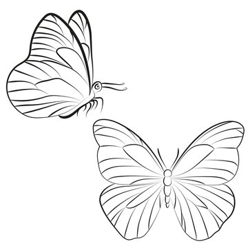 Elegant Outline butterfly on white background.	
