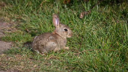 Naklejka na ściany i meble A lone wild baby rabbit sitting in grass