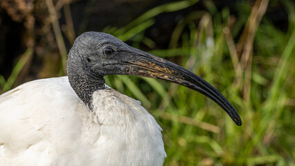 A black ibis long beaked bird portrait