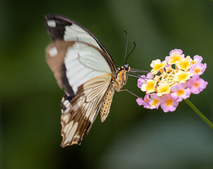 A beautiful tropical butterfly landing on a plant leaf