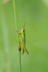 Weibliche Kleine Goldschrecke (Euthystira brachyptera, Syn.: Chrysochraon brachyptera) sitzt auf einem Grashalm.