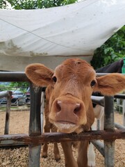 cow in a farm