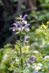 Muskatellersalbei (Salvia sclarea) Juli 2021