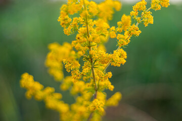 Galium verum wildflower in meadow summer