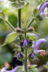 Muskatellersalbei (Salvia sclarea) Juli 2021