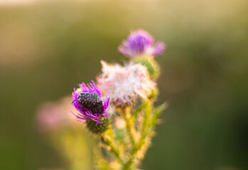 spotted chafer bug on wildflower in summer