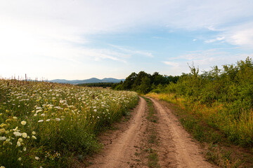 Fototapeta na wymiar Meadow flower landscape in Zebegeny 