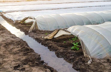 Open tunnel rows of potato bushes plantation and an irrigation canal filled with water. Growing early potatoes under protective plastic cover. Greenhouse effect. Agroindustry and agriculture.