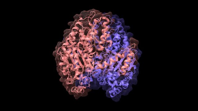 Structure of human glucose-6-phosphate isomerase, animated 3D cartoon and Gaussian surface models, chain ID color scheme, based on PDB 1jlh, black background