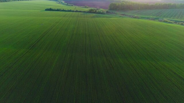 Aerial video of an agricultural field with wheat