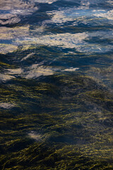 Water overgrown with algae, with weak waves in the Neva River with the reflected sky in it