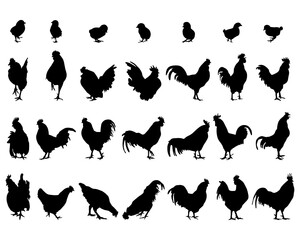 SVG Black silhouettes of roosters and hens on a white background  © SilhouetteDesigner