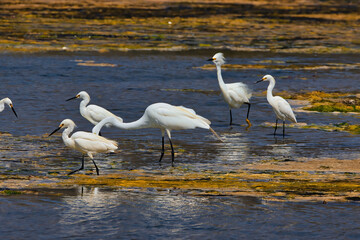 bird watching at Malibu creek