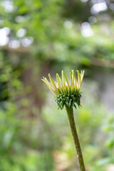 Sonnenhut  (Echinacea purpurea, purpur Sonnenhut) Juli 2021