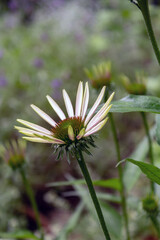 Sonnenhut  (Echinacea purpurea, purpur Sonnenhut) Juli 2021