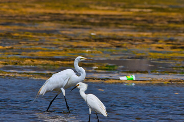 bird watching at Malibu creek