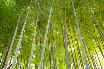 東京都内の竹林