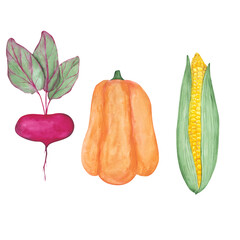 Set of 3 watercolor vegetables isolated on a white background. Hand-drawn corn, pumpkin, beet illustration. Collection of salad ingredients: beetroot with leaves, orange pumpkin, and ripe corn