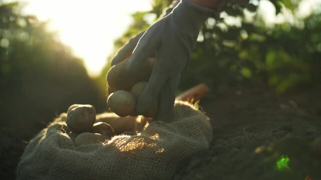potato harvest close up, fresh organic potatoes in the field.