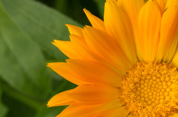 Beautiful orange calendula flower close-up, soft focus