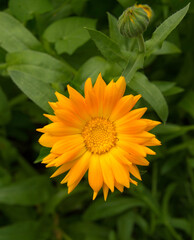 An image of a yellow flower with a soft blurred green. Separate flowering.