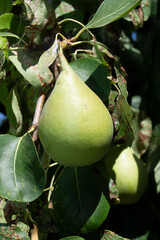 Fruta natural, pera madurando en el peral