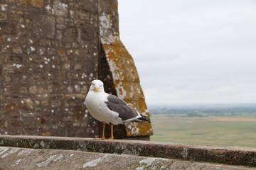 mouette