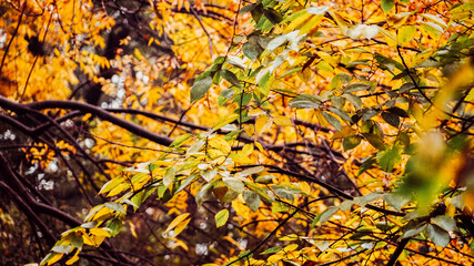 autumn leaves background