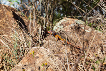 Drakensberg or Common Crag Lizard Pseudocordylus melanotus at Blyde River Canyon, Mpumalanga, South Africa