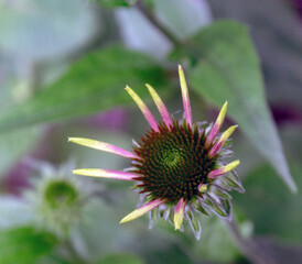 Sonnenhut  (Echinacea purpurea, purpur Sonnenhut) Juli 2021