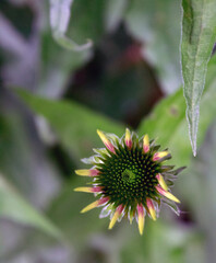 Sonnenhut  (Echinacea purpurea, purpur Sonnenhut) Juli 2021