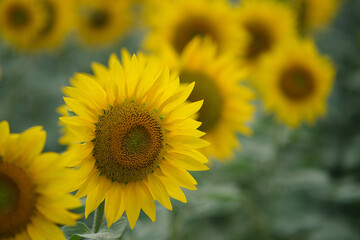 Fototapeta premium sunflower