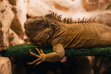 Green iguana (Iguana iguana) close up
