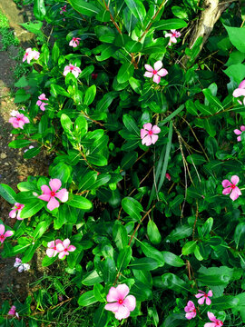 Cape periwinkle flower, but Indian name is nayantara