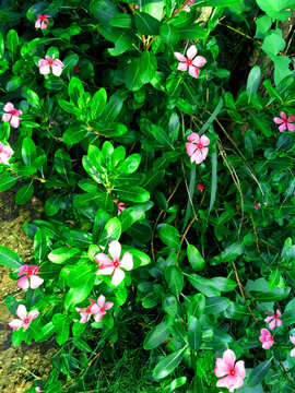 Cape periwinkle flower