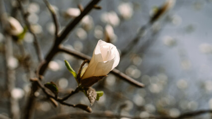 Magnolia tree blossom. Magnolias in the springtime. Delicate flowers bloom. 