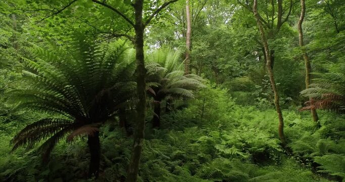 Aerial: tranquil sub tropical forest. Baltimore, Ireland