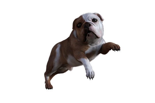 Baxter the English Bulldog Poses for Your Scenes. Image specially designed for collage, isolated on white background. 3d illustration. 3d rendering.