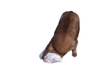 Obraz premium Baxter the English Bulldog Poses for Your Scenes. Image specially designed for collage, isolated on white background. 3d illustration. 3d rendering.