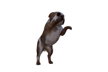 Obraz premium Baxter the English Bulldog Poses for Your Scenes. Image specially designed for collage, isolated on white background. 3d illustration. 3d rendering.