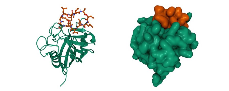 Structure of cyclophilin A (green) complexed with immunosuppressant cyclosporin (brown), 3D cartoon and Gaussian surface models, chain ID color scheme, based on PDB 1cwo, white background