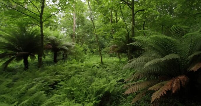 Aerial: tranquil sub tropical forest. Baltimore, Ireland