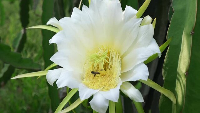 Dragon fruit flowers bloom in the early morning in organic farm. Flowers belong to the cactus family but give delicious and nutritious fruit
