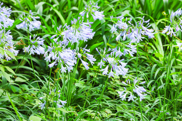 アガパンサスの花