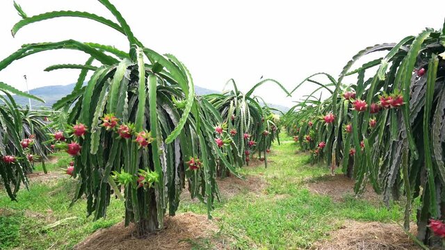 Dragon fruit tree with ripe red fruit on the tree for harvest. This is a cool fruit with many minerals that are beneficial for human health